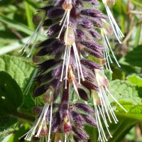 Pogostemon reflexus Benth.